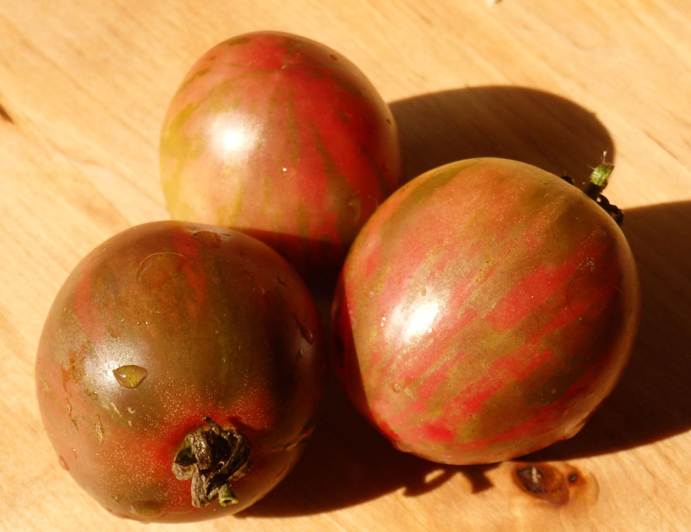 Purple Zebra Tomato