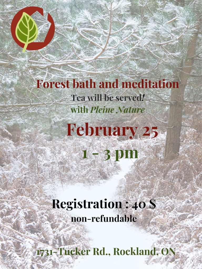 Forest bath and meditation